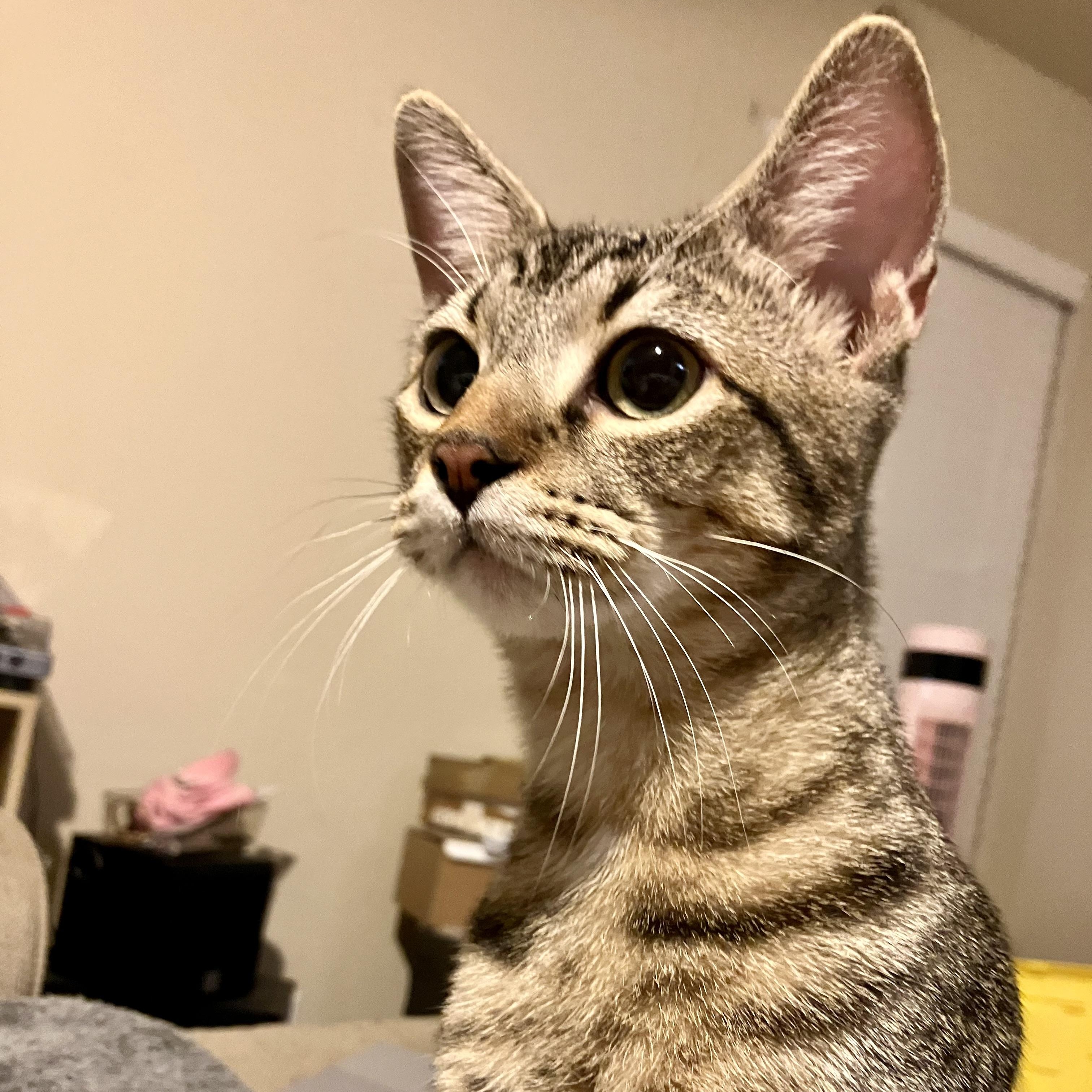 Jade (CA), Adoptable, Kitten Female Domestic Short Hair & Abyssinian.