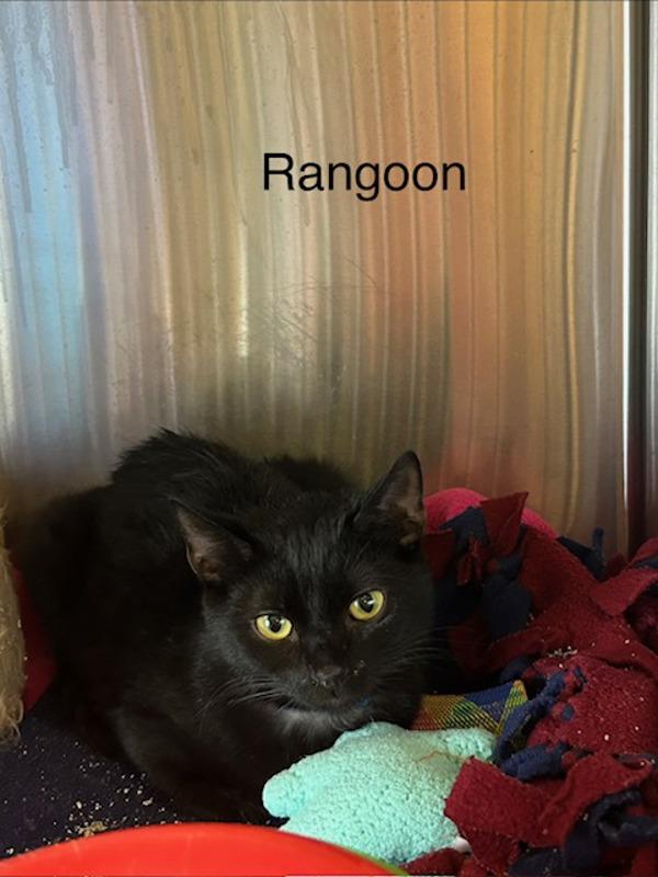 Rangoon, Adoptable, Young Male Domestic Short Hair.