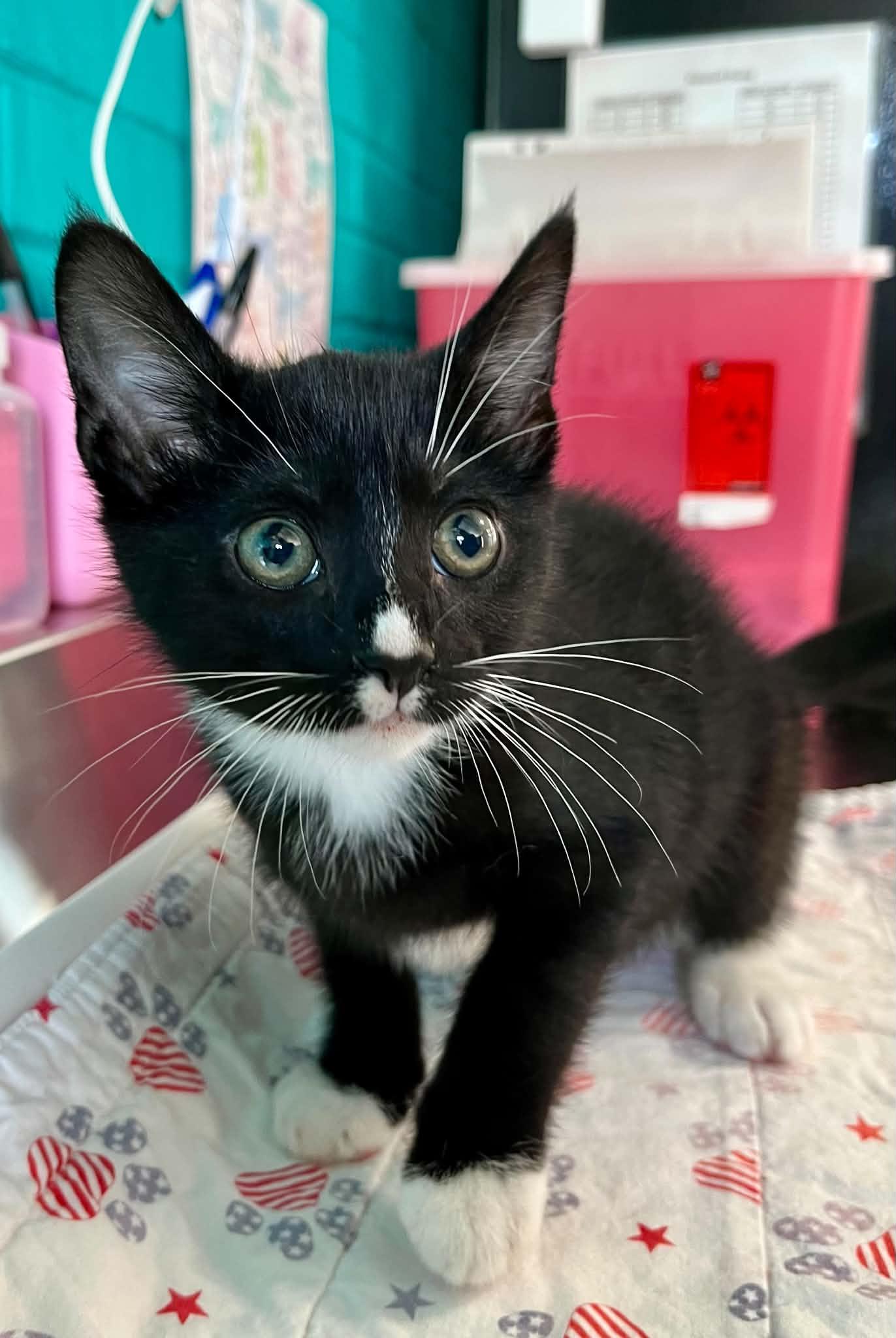 Enlarge Jim, an adopted Domestic Short Hair in Moundsville, WV image 1/1