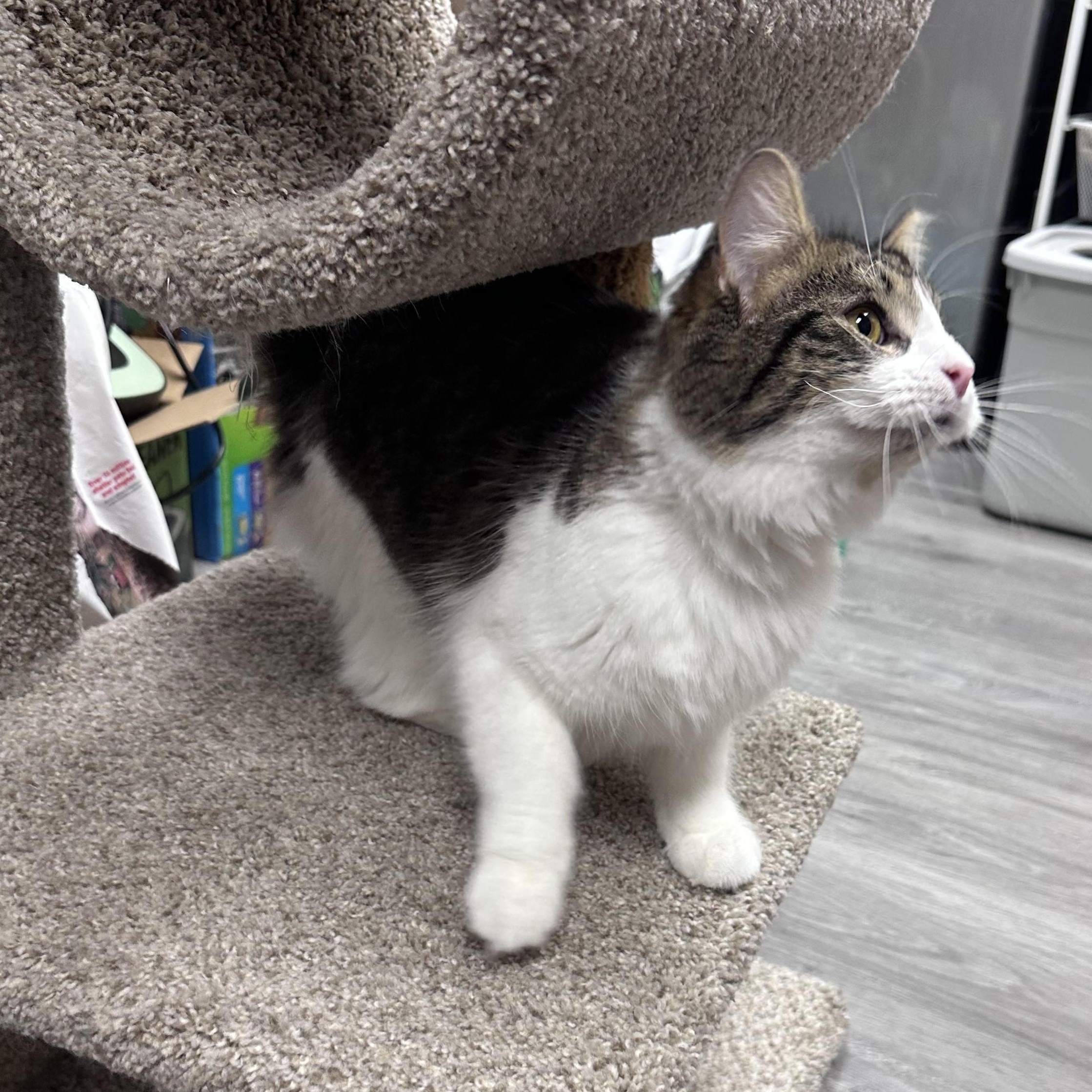 Nova, an adopted Domestic Medium Hair in Blaine , MN image 5/6