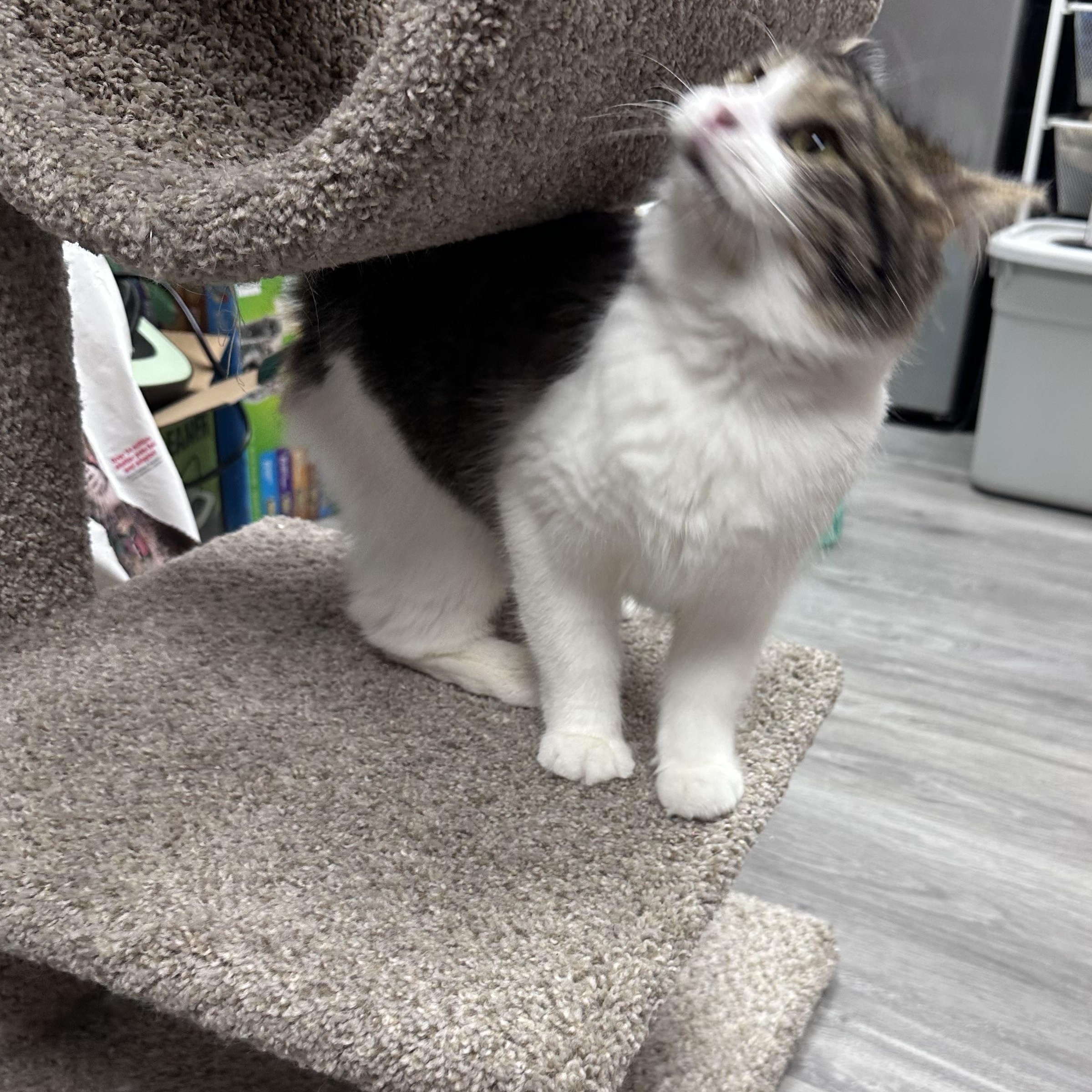 Nova, an adopted Domestic Medium Hair in Blaine , MN image 6/6