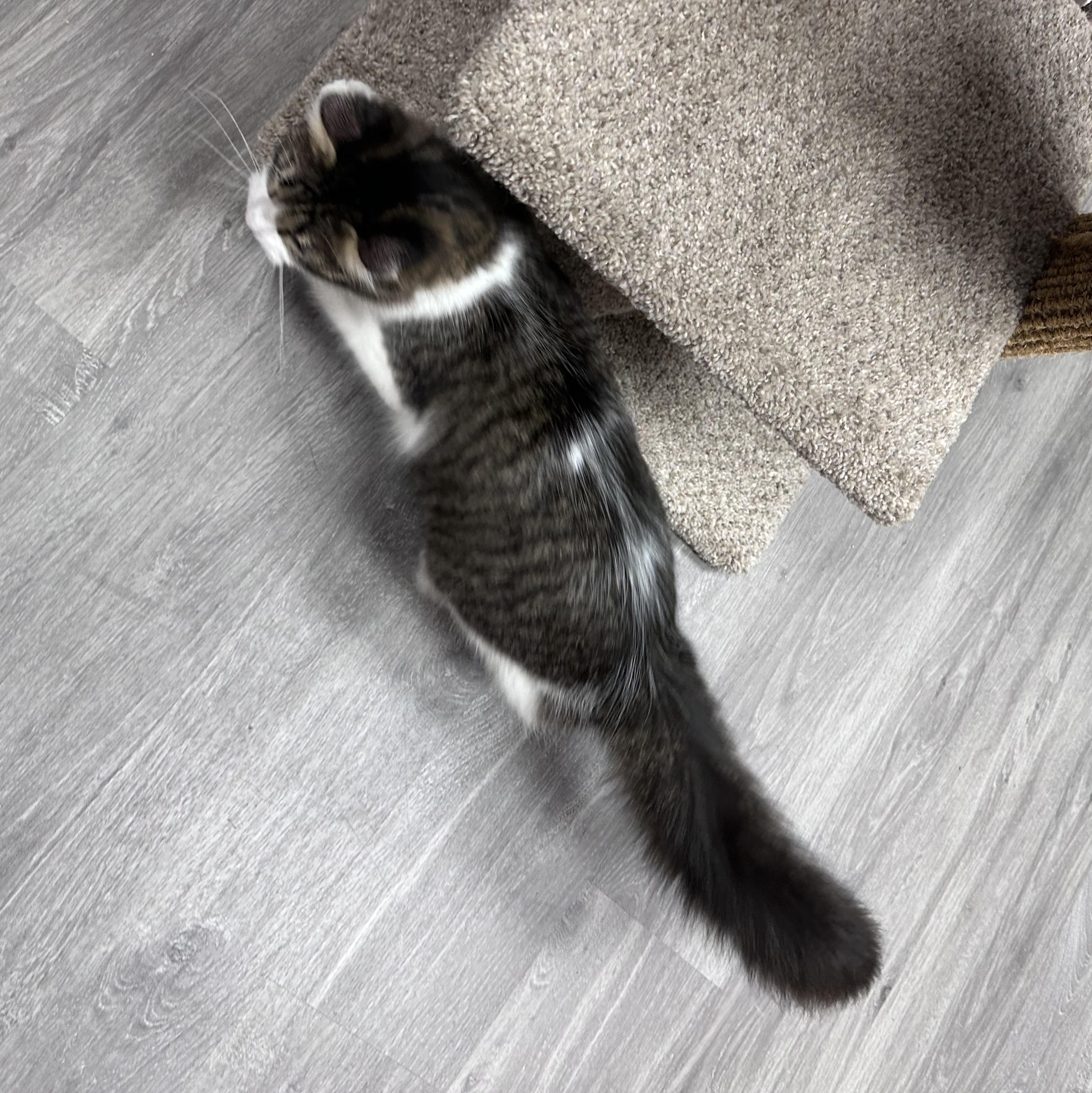 Nova, an adopted Domestic Medium Hair in Blaine , MN image 3/6