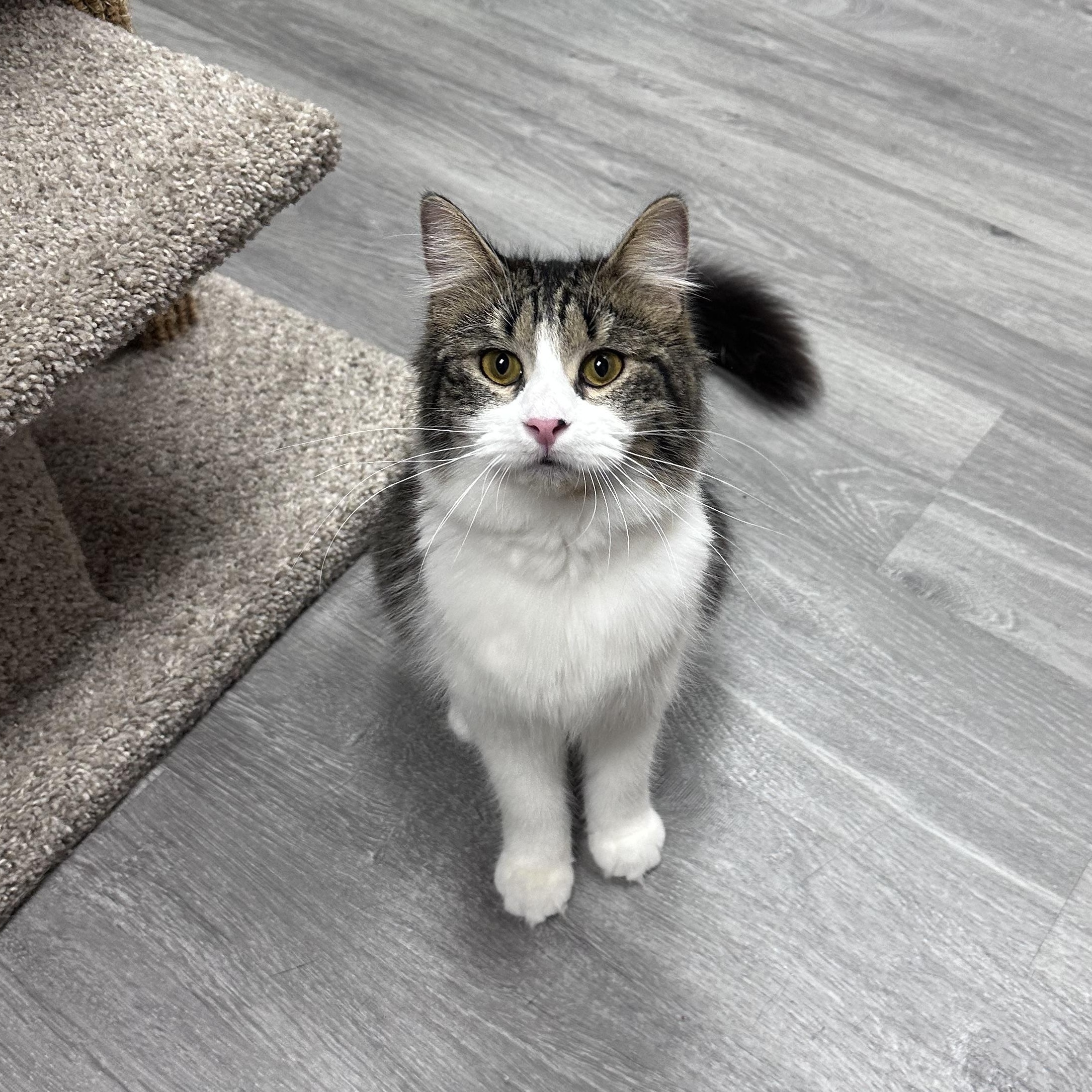 Nova, adopted, Young Female Domestic Medium Hair.