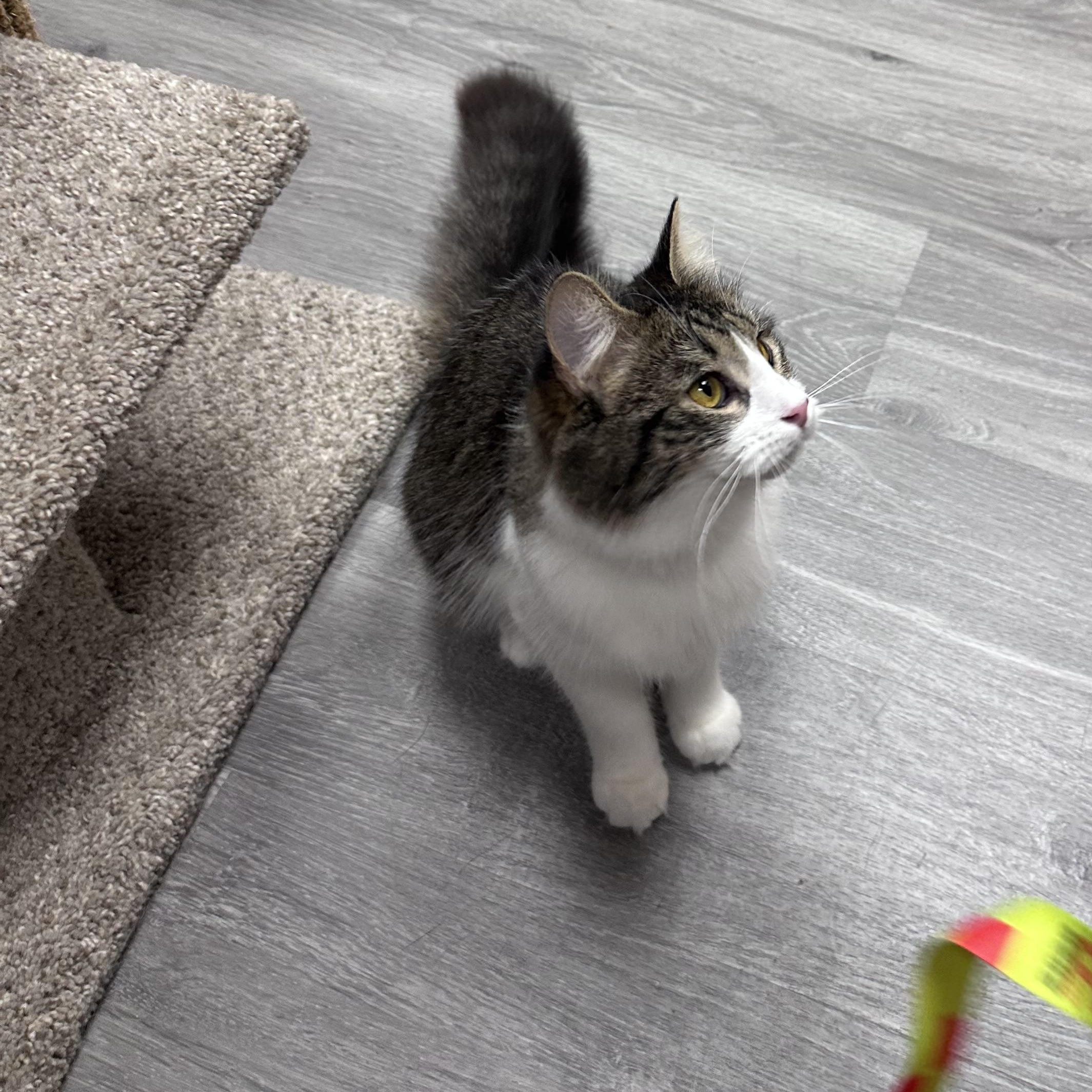 Nova, an adopted Domestic Medium Hair in Blaine , MN image 4/6