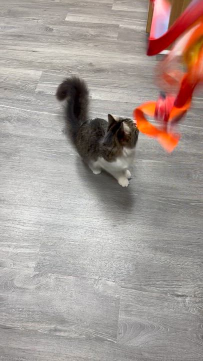 Enlarge Nova, an adopted Domestic Medium Hair in Blaine , MN video 2/6