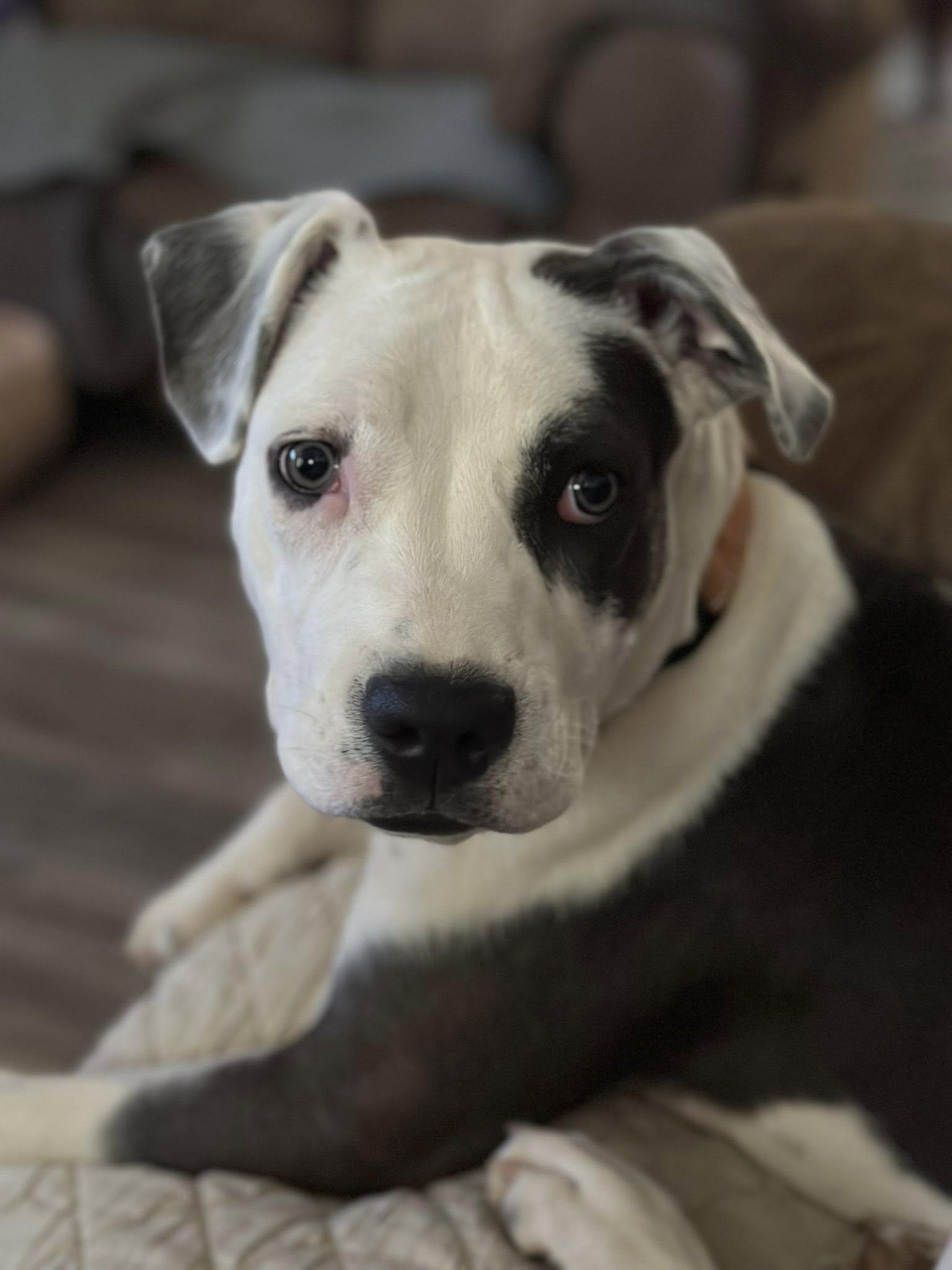 Savannah, Adoptable, Young Female Terrier.