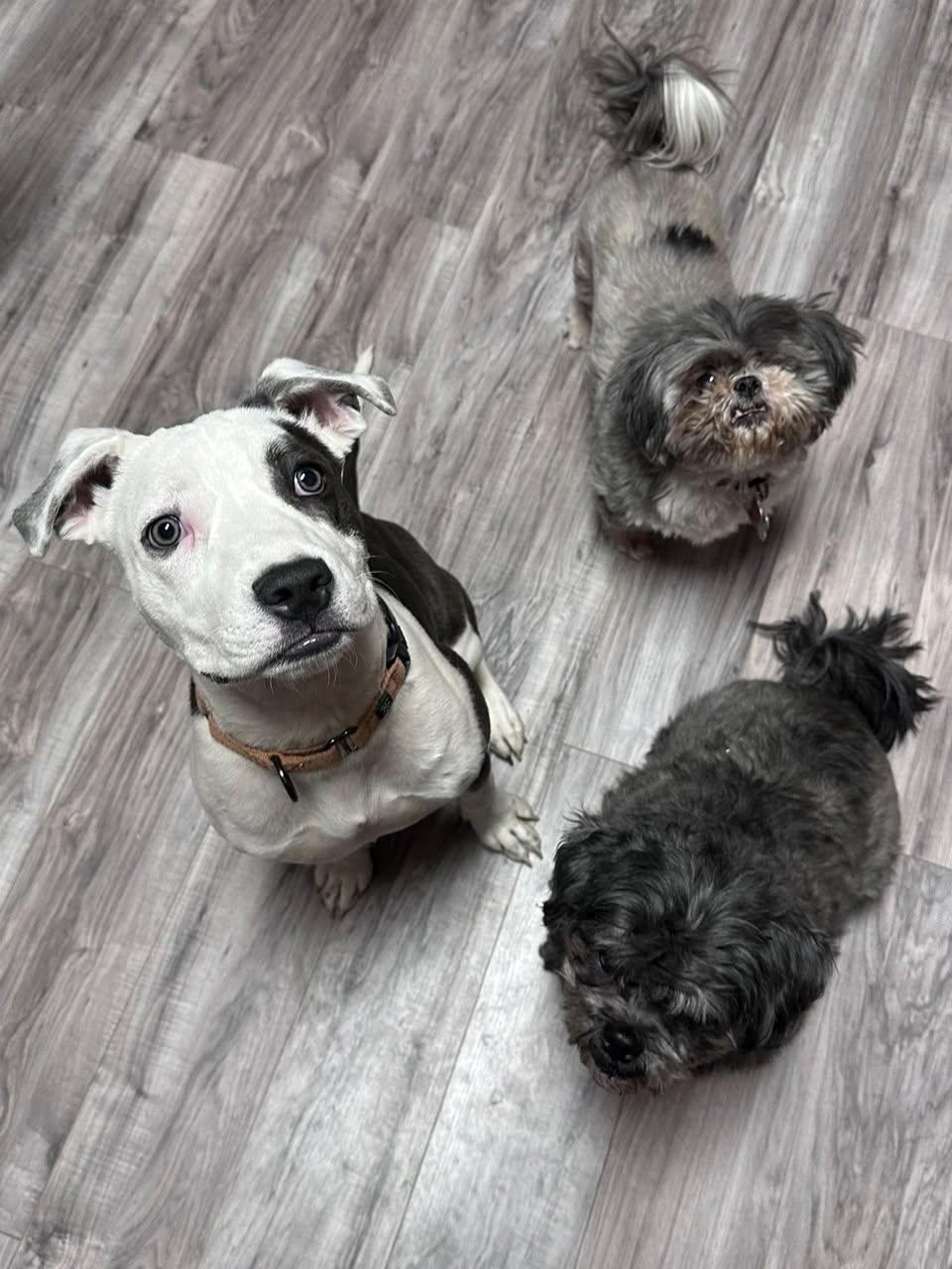 Savannah, a Adoptable Terrier in Greenville, SC image 2/3