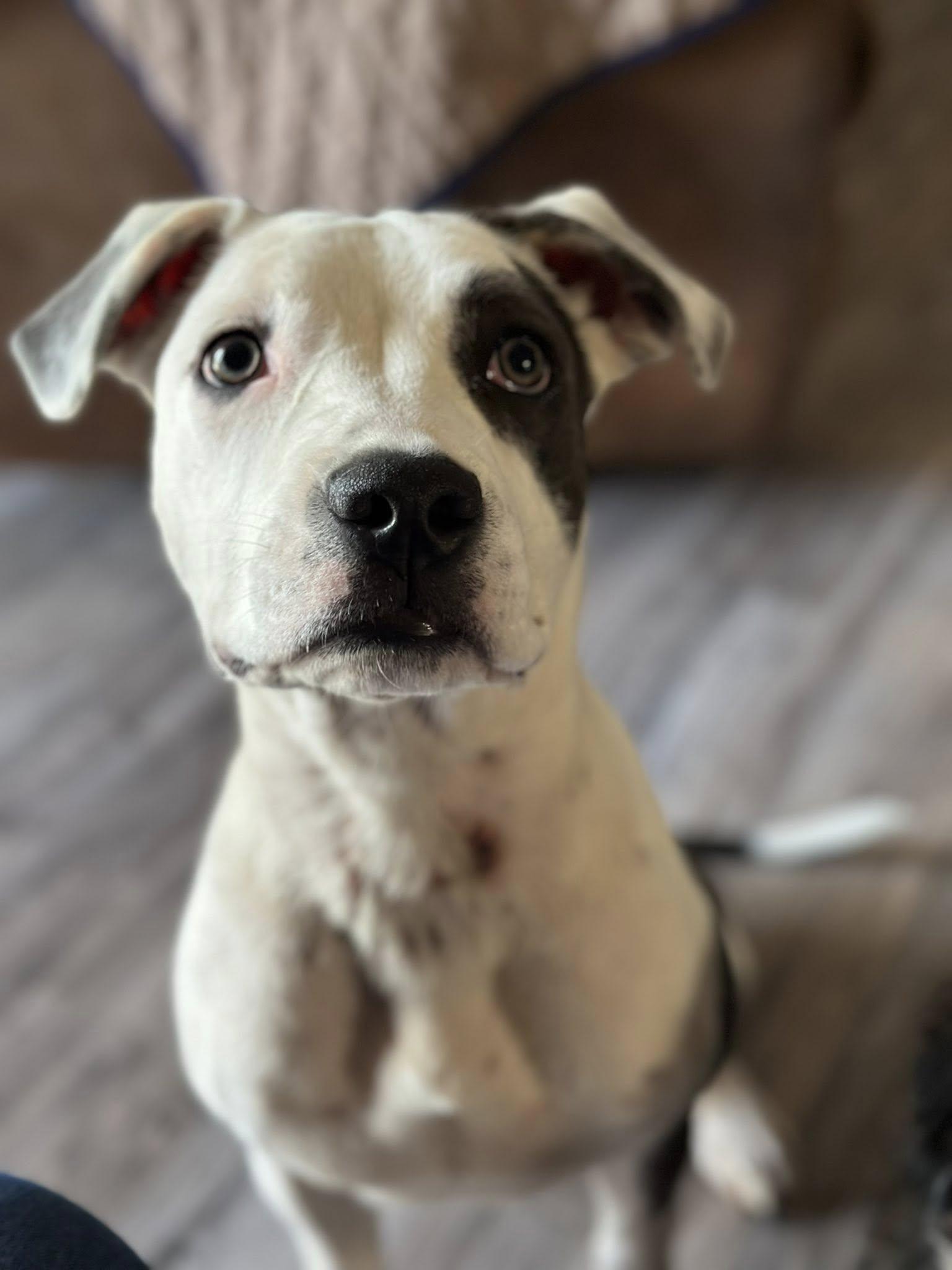 Savannah, a Adoptable Terrier in Greenville, SC image 3/3