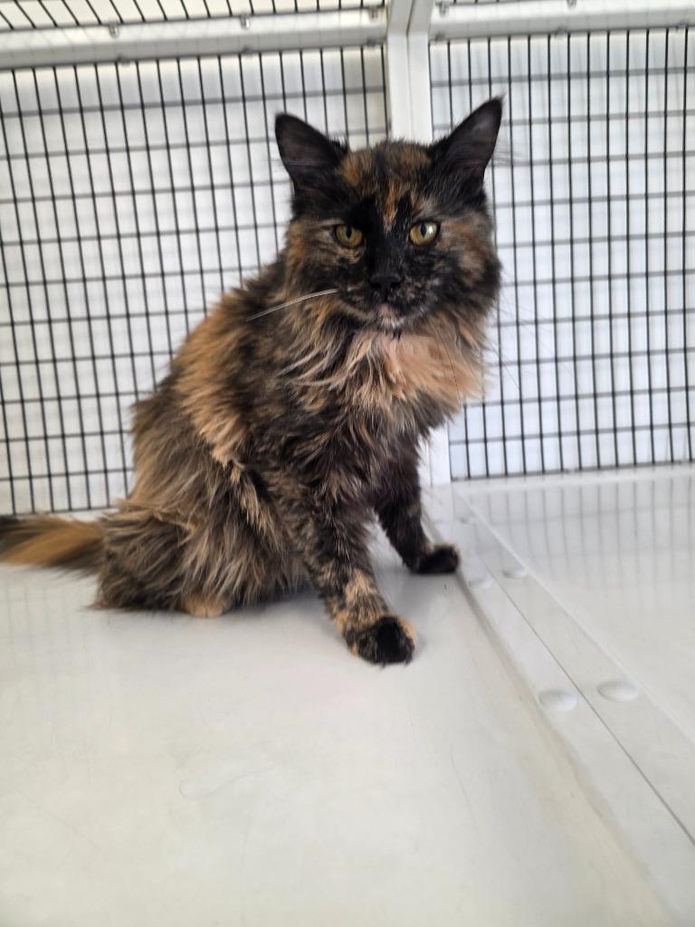 Holly, Adoptable, Young Female Domestic Long Hair.