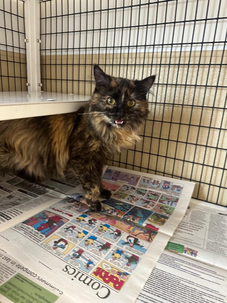Holly, a Adoptable mixed breed in Green River, WY image 2/2