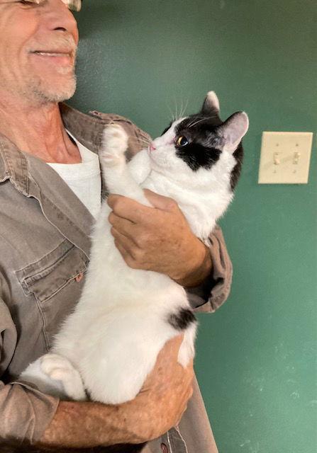 Enlarge Mervin bonded with Marla, a Adoptable Domestic Short Hair in Macedonia, OH image 1/3