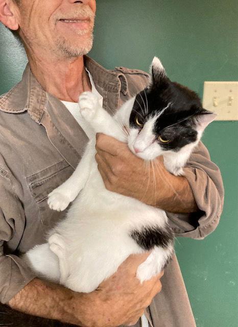 Enlarge Mervin bonded with Marla, a Adoptable Domestic Short Hair in Macedonia, OH image 2/3