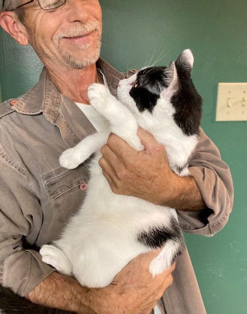 Enlarge Mervin bonded with Marla, a Adoptable Domestic Short Hair in Macedonia, OH image 3/3