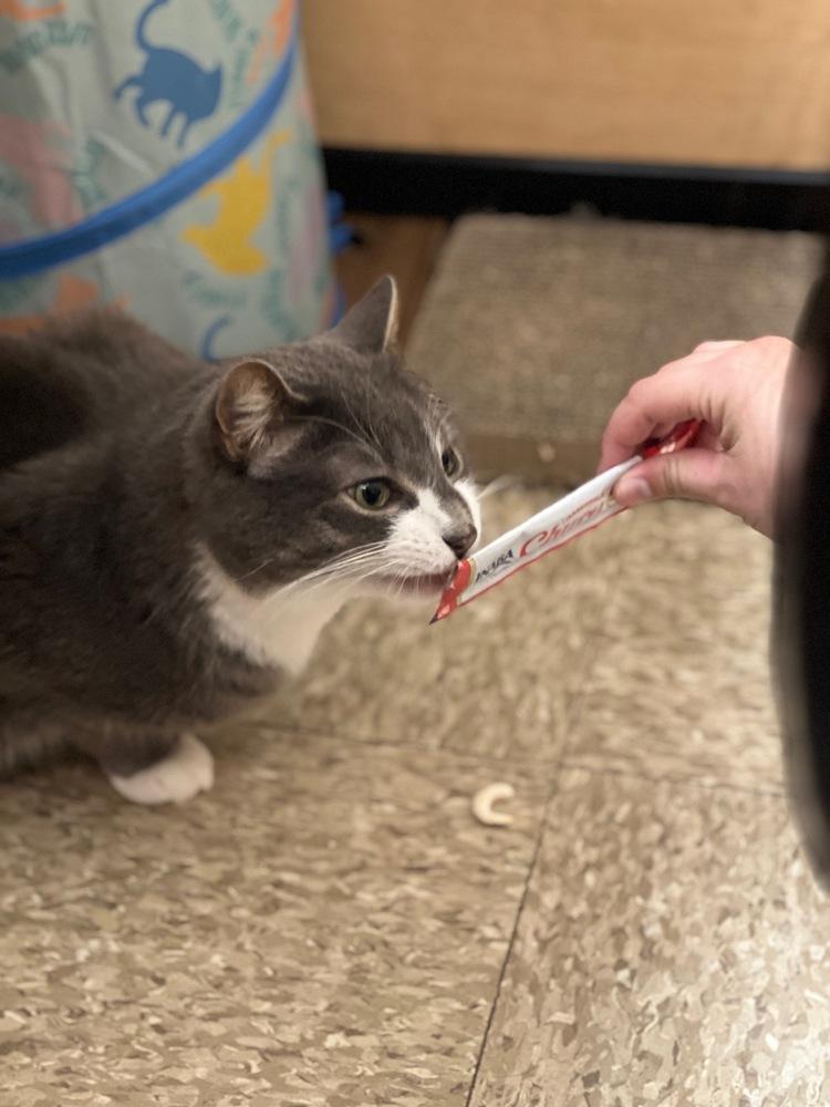 Rick, Adoptable, Adult Male Domestic Short Hair.