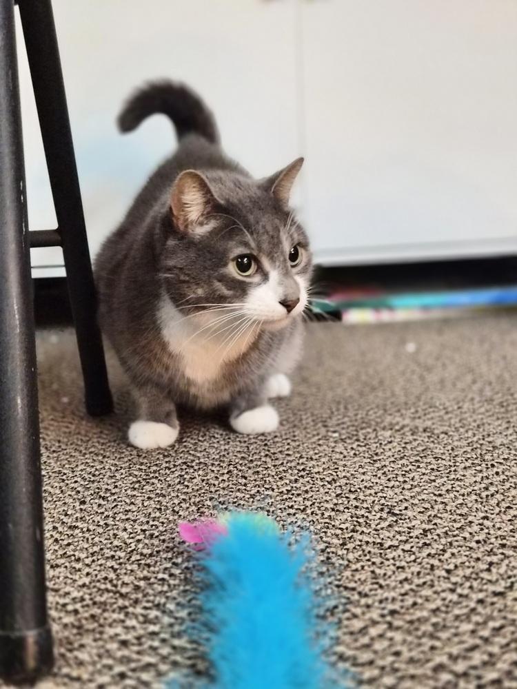 Enlarge Rick, a Adoptable Domestic Short Hair in Patchogue, NY image 1/6