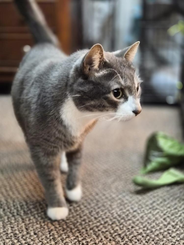 Enlarge Rick, a Adoptable Domestic Short Hair in Patchogue, NY image 2/6