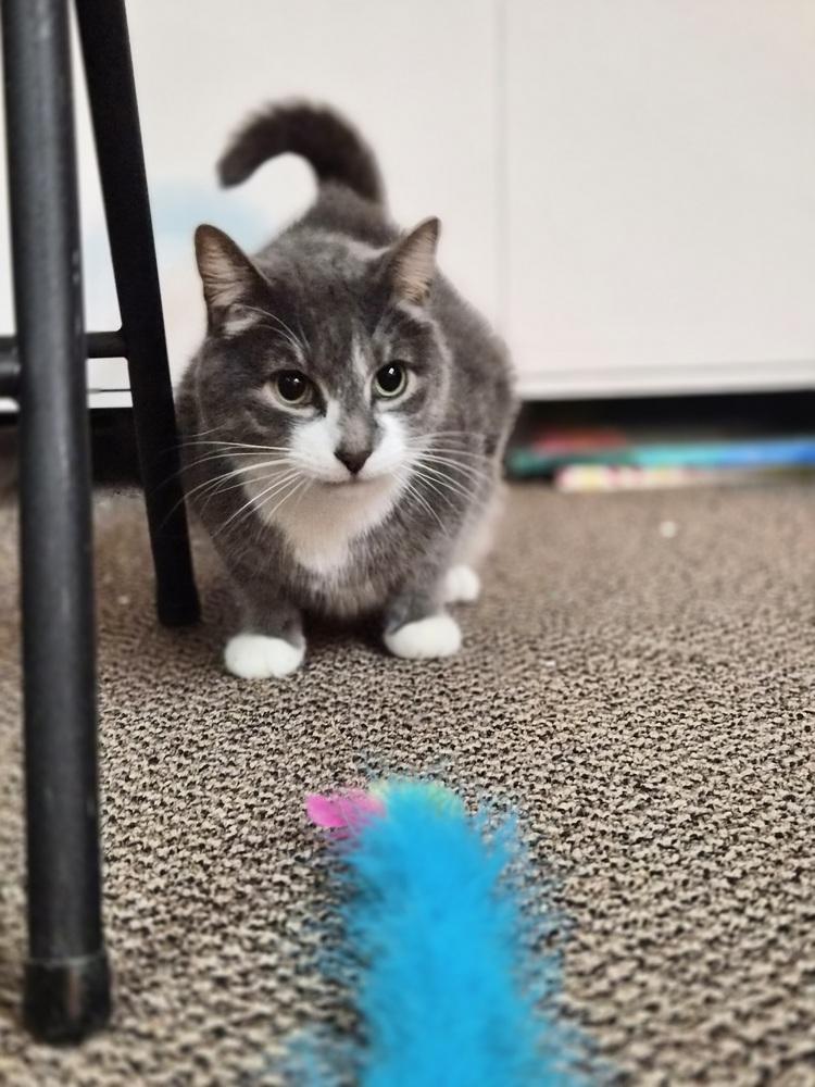 Enlarge Rick, a Adoptable Domestic Short Hair in Patchogue, NY image 3/6