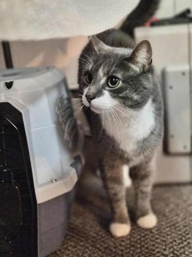 Enlarge Rick, a Adoptable Domestic Short Hair in Patchogue, NY image 4/6