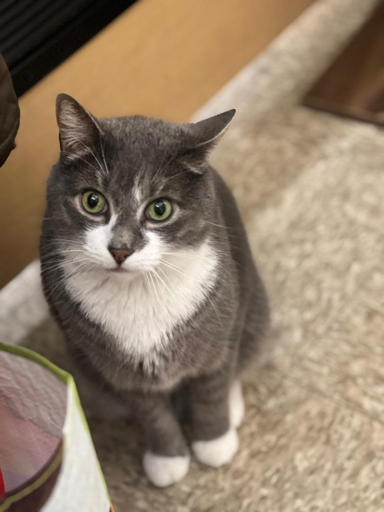 Rick, a Adoptable Domestic Short Hair in Patchogue, NY image 4/6