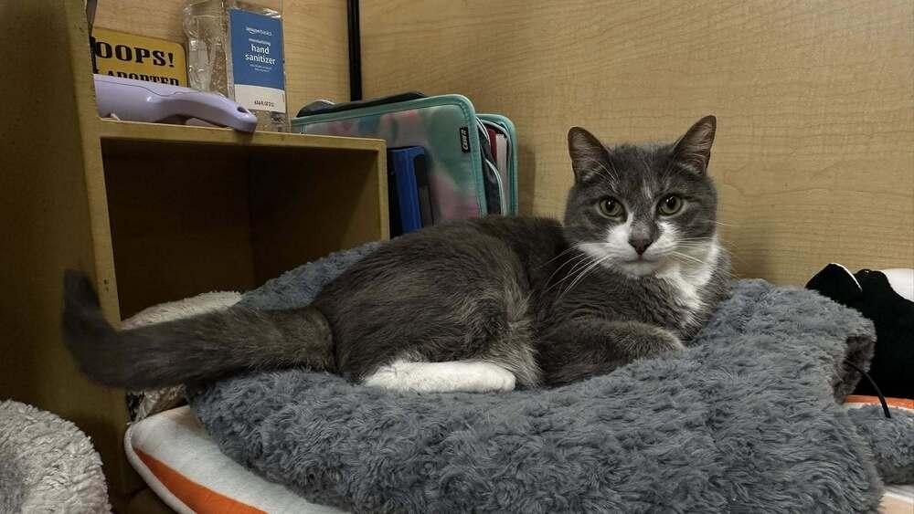 Rick, a Adoptable Domestic Short Hair in Patchogue, NY image 5/6