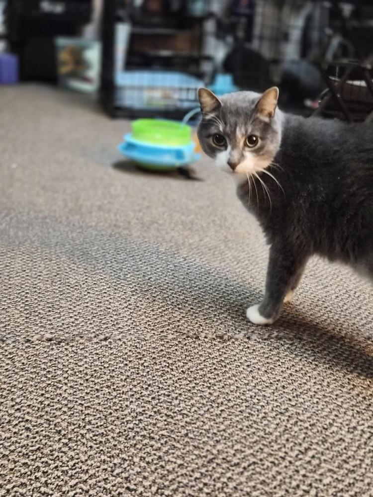 Enlarge Rick, a Adoptable Domestic Short Hair in Patchogue, NY image 5/6