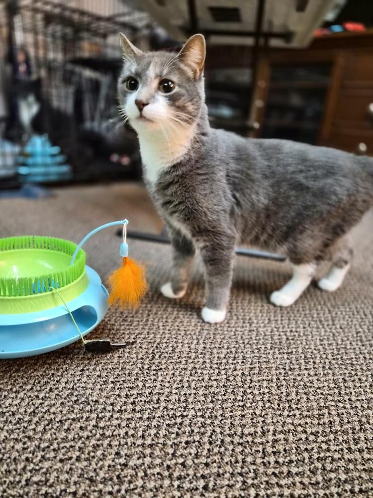 Enlarge Rick, a Adoptable Domestic Short Hair in Patchogue, NY image 6/6