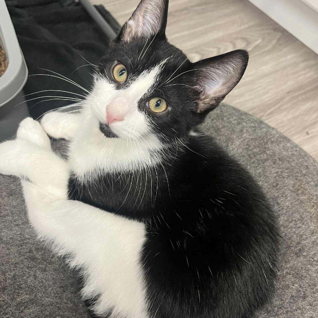 Domino (prev Dolly), Adoptable, Young Male Domestic Short Hair.