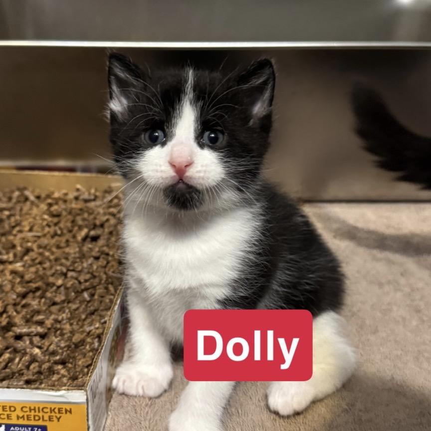 Enlarge Domino (prev Dolly), a Adoptable Domestic Short Hair in Woodstock, ON image 2/5