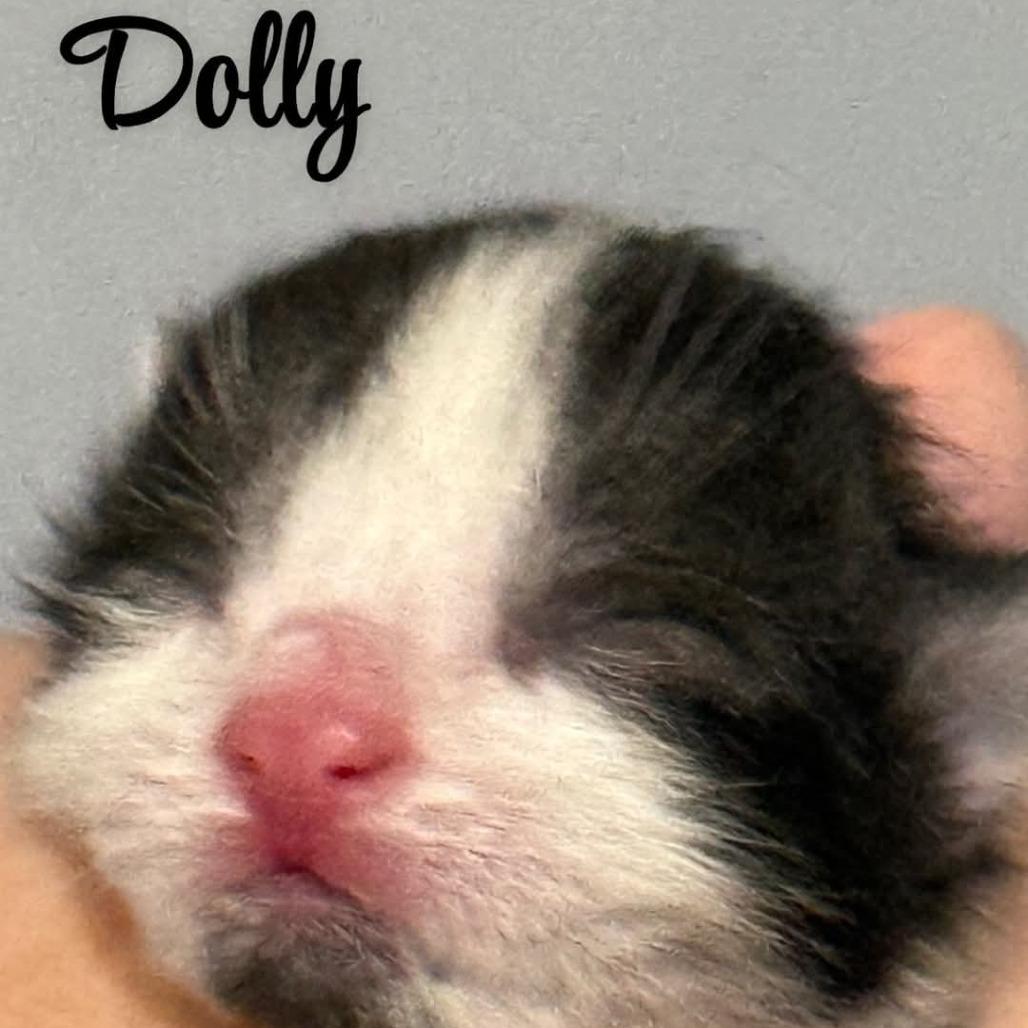 Enlarge Domino (prev Dolly), a Adoptable Domestic Short Hair in Woodstock, ON image 3/5