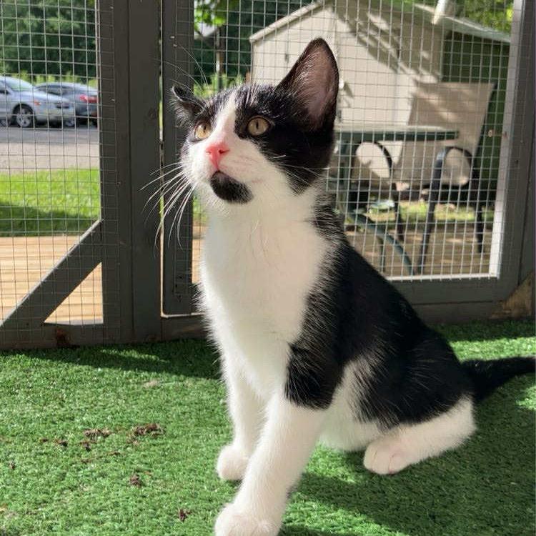 Enlarge Domino (prev Dolly), a Adoptable Domestic Short Hair in Woodstock, ON image 4/5