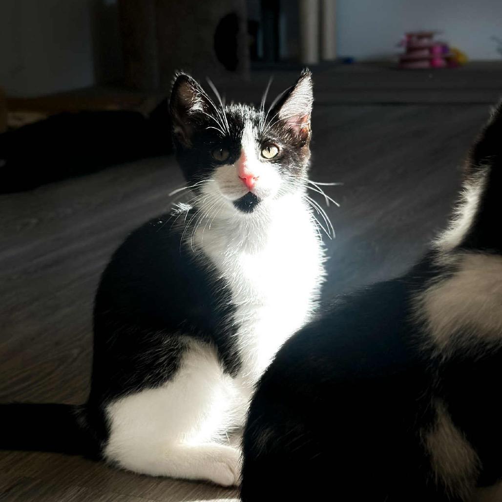 Enlarge Domino (prev Dolly), a Adoptable Domestic Short Hair in Woodstock, ON image 5/5