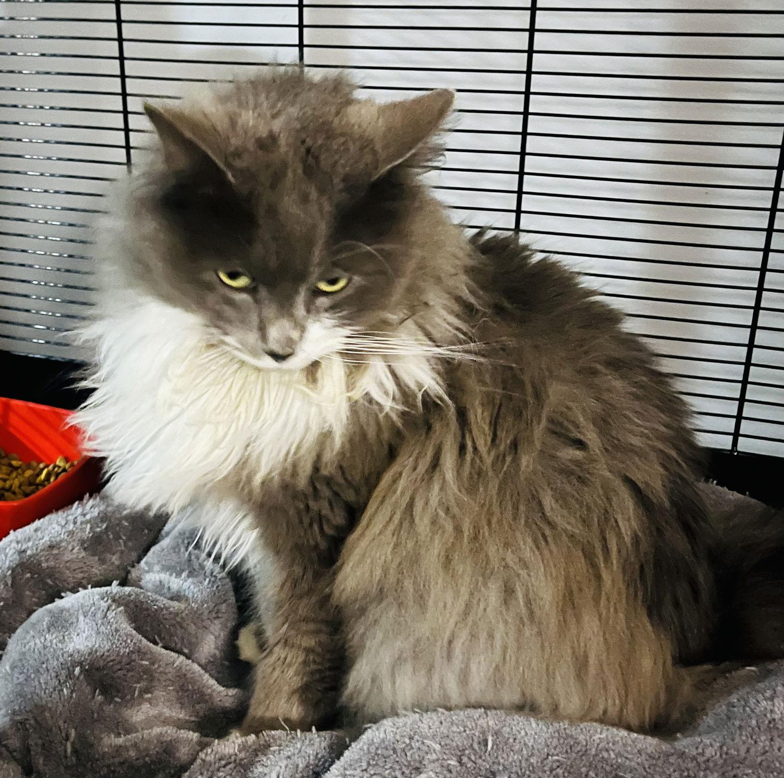 Gnocchi, Adoptable, Young Male Domestic Long Hair & Persian.