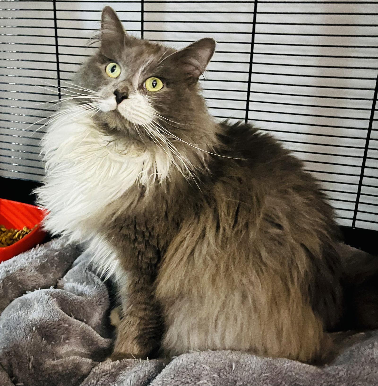 Enlarge Gnocchi, a Adoptable mixed breed in Lexington, SC image 2/3