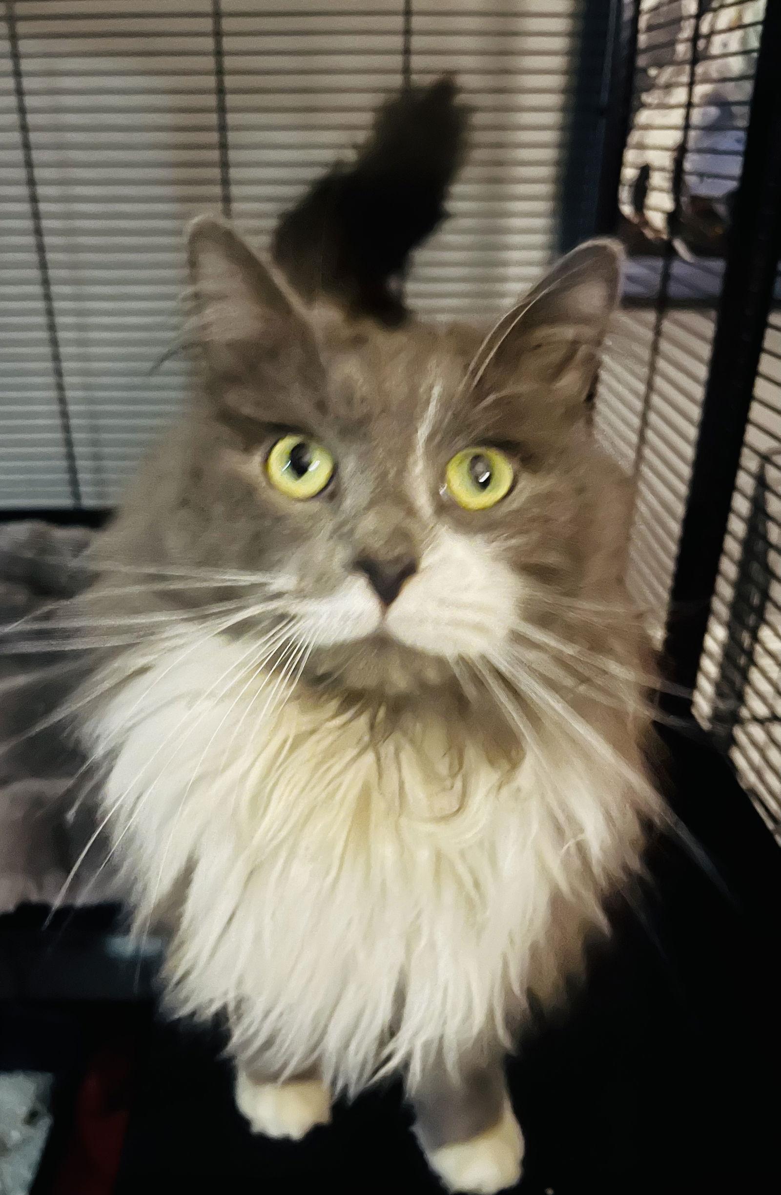 Enlarge Gnocchi, a Adoptable mixed breed in Lexington, SC image 3/3