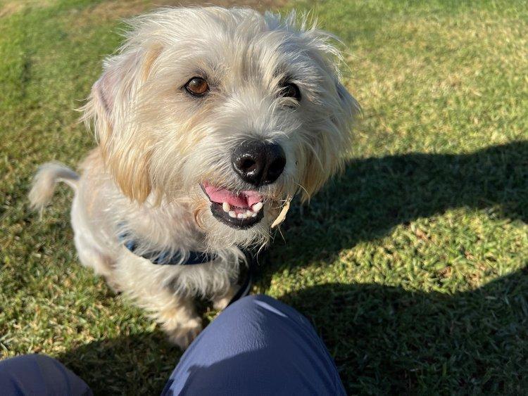 Enlarge Frankie, a Adopted Mixed Breed in Redwood City, CA image 1/1