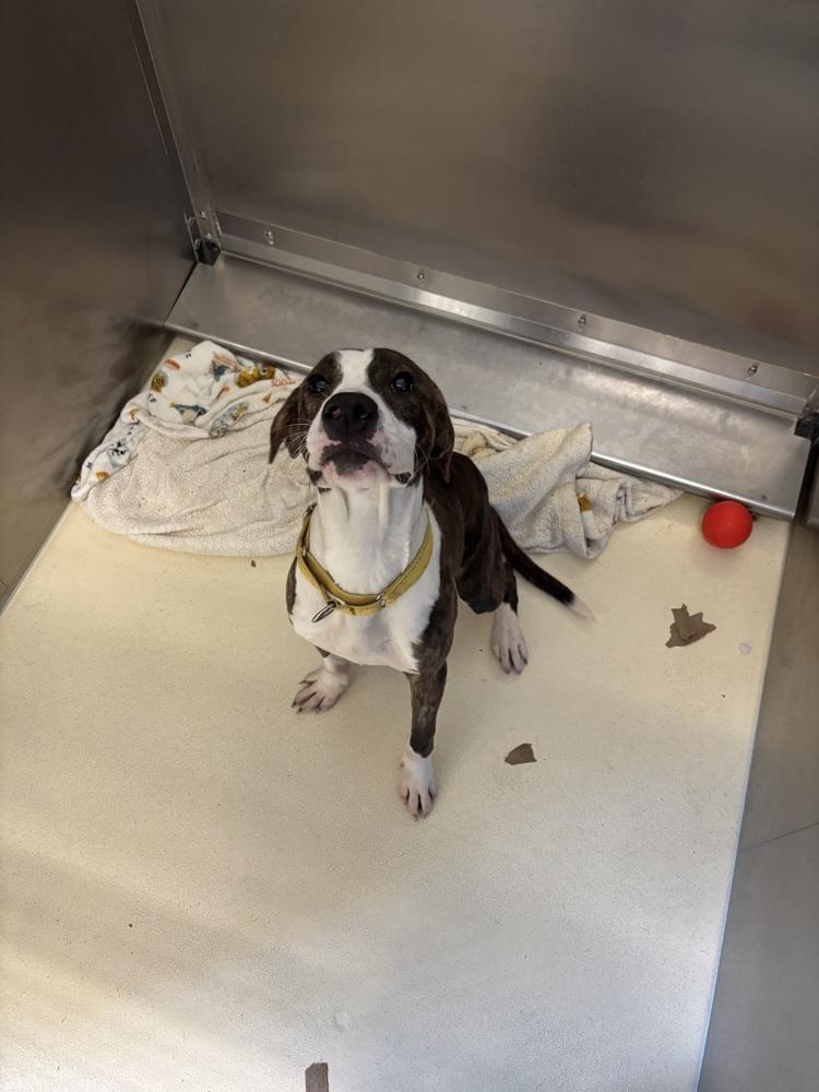 Blaze, Adoptable, Young Male English Coonhound.