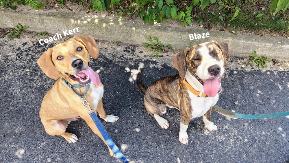 Blaze, a Adoptable mixed breed in Kalamazoo, MI image 2/6