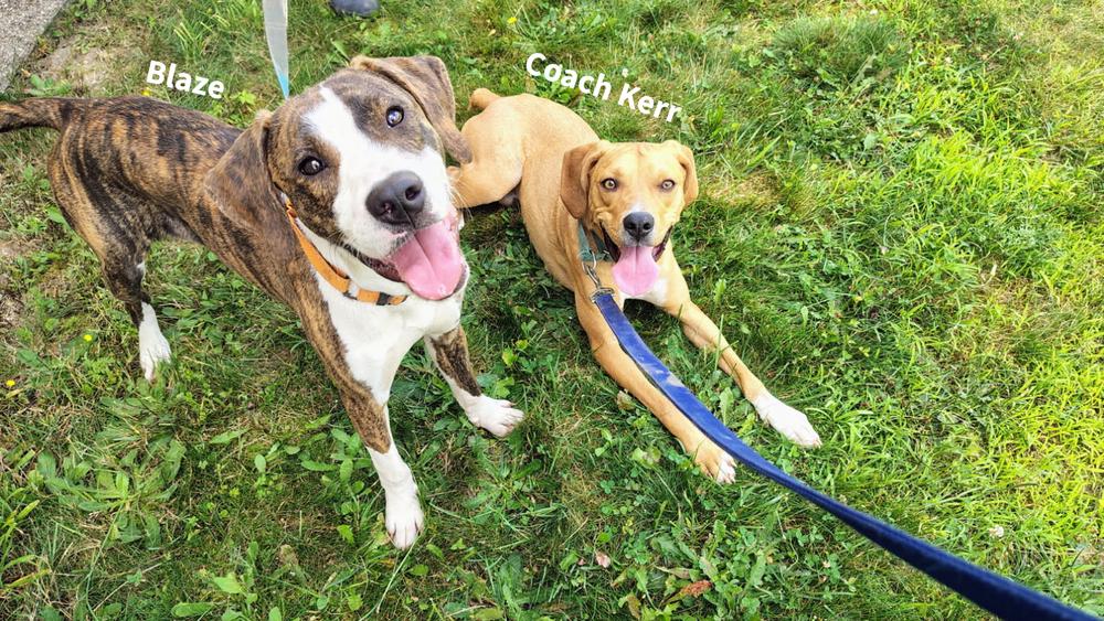 Blaze, a Adoptable mixed breed in Kalamazoo, MI image 3/6