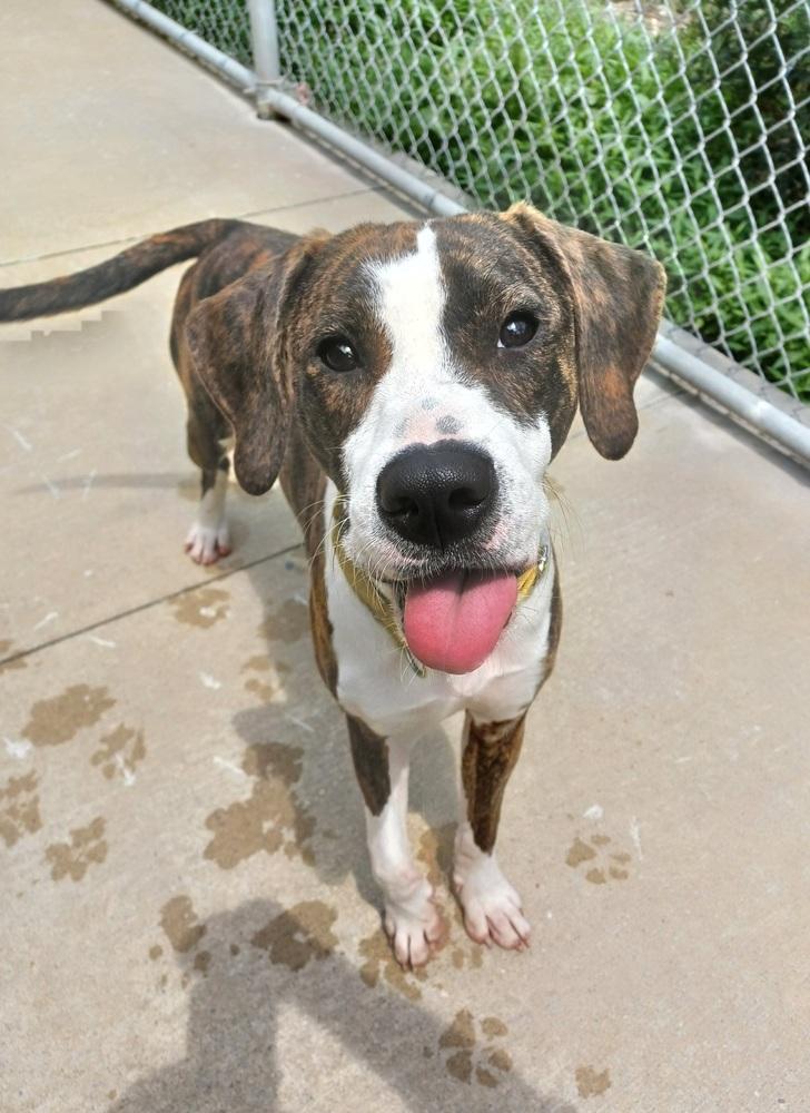 Blaze, a Adoptable mixed breed in Kalamazoo, MI image 4/6