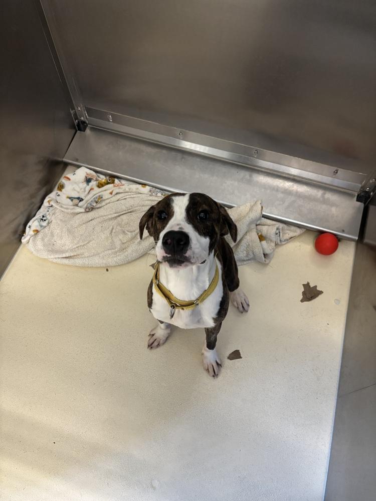 Blaze, a Adoptable mixed breed in Kalamazoo, MI image 5/6