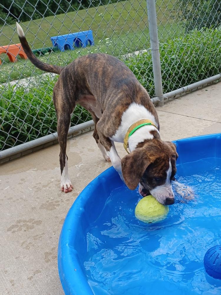Blaze, a Adoptable mixed breed in Kalamazoo, MI image 6/6