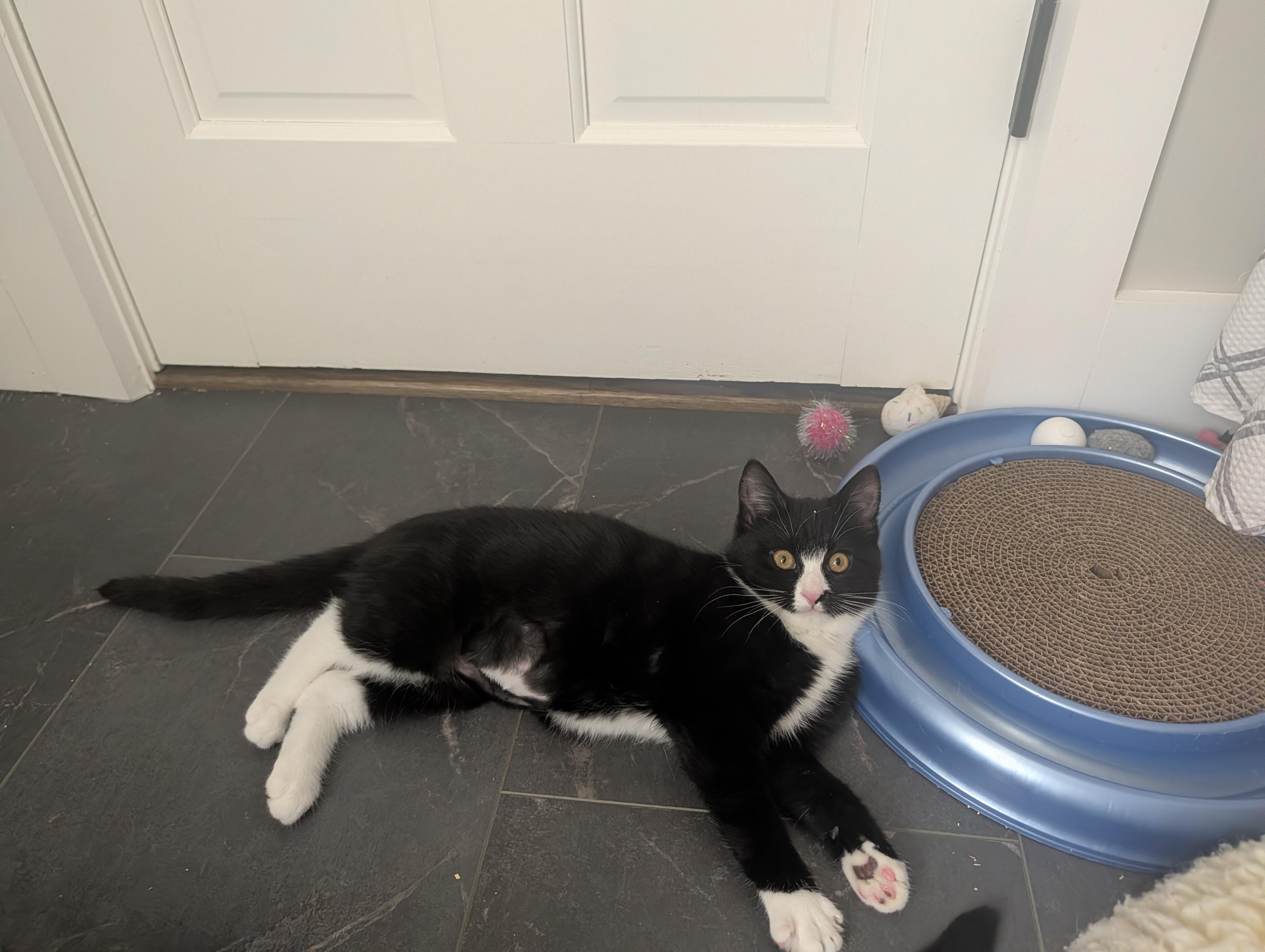 Willa, Adopted, Young Female Domestic Short Hair.