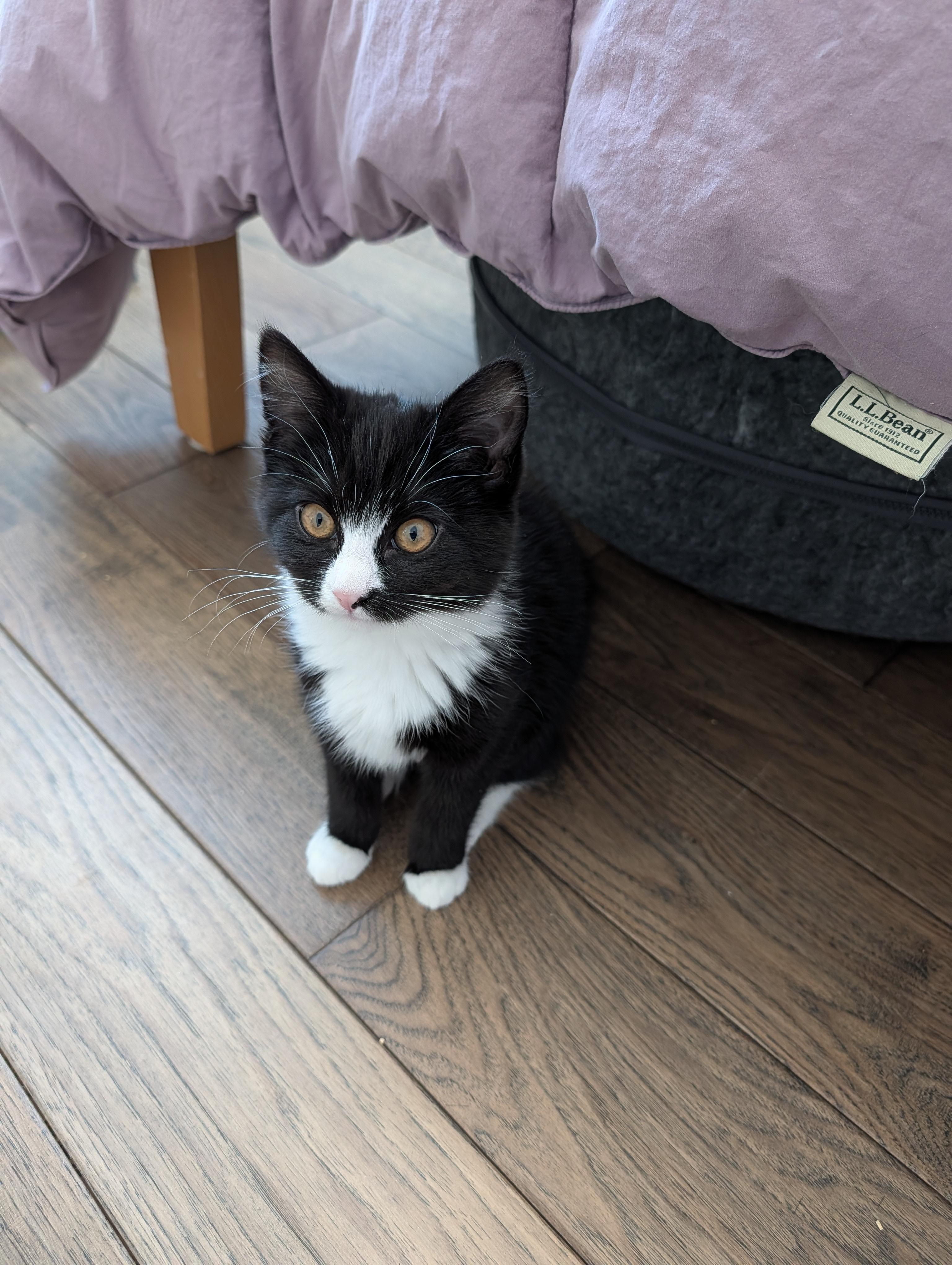 Enlarge Willa, a Adopted Domestic Short Hair in Burlington, VT image 2/4
