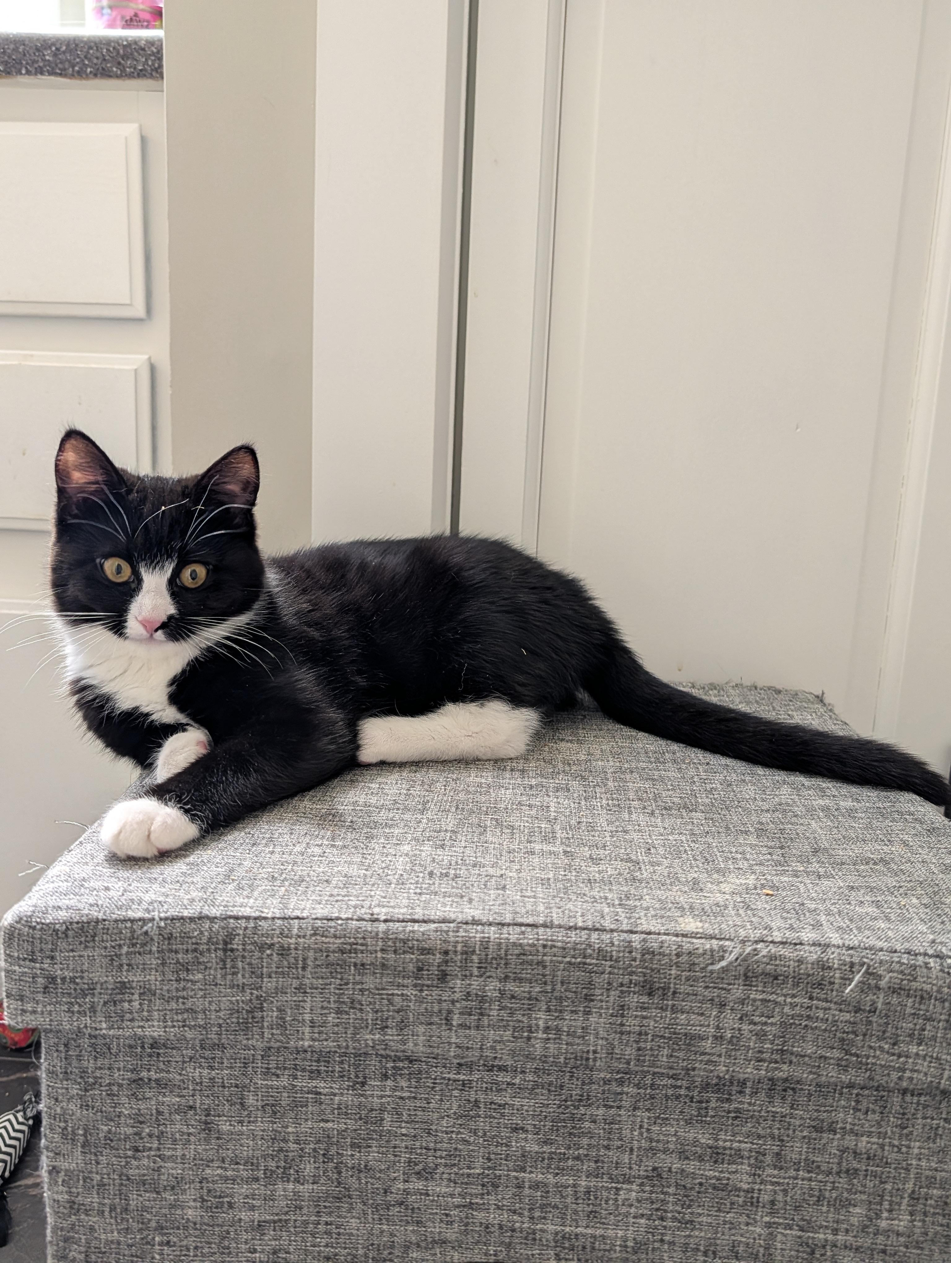 Enlarge Willa, a Adopted Domestic Short Hair in Burlington, VT image 3/4