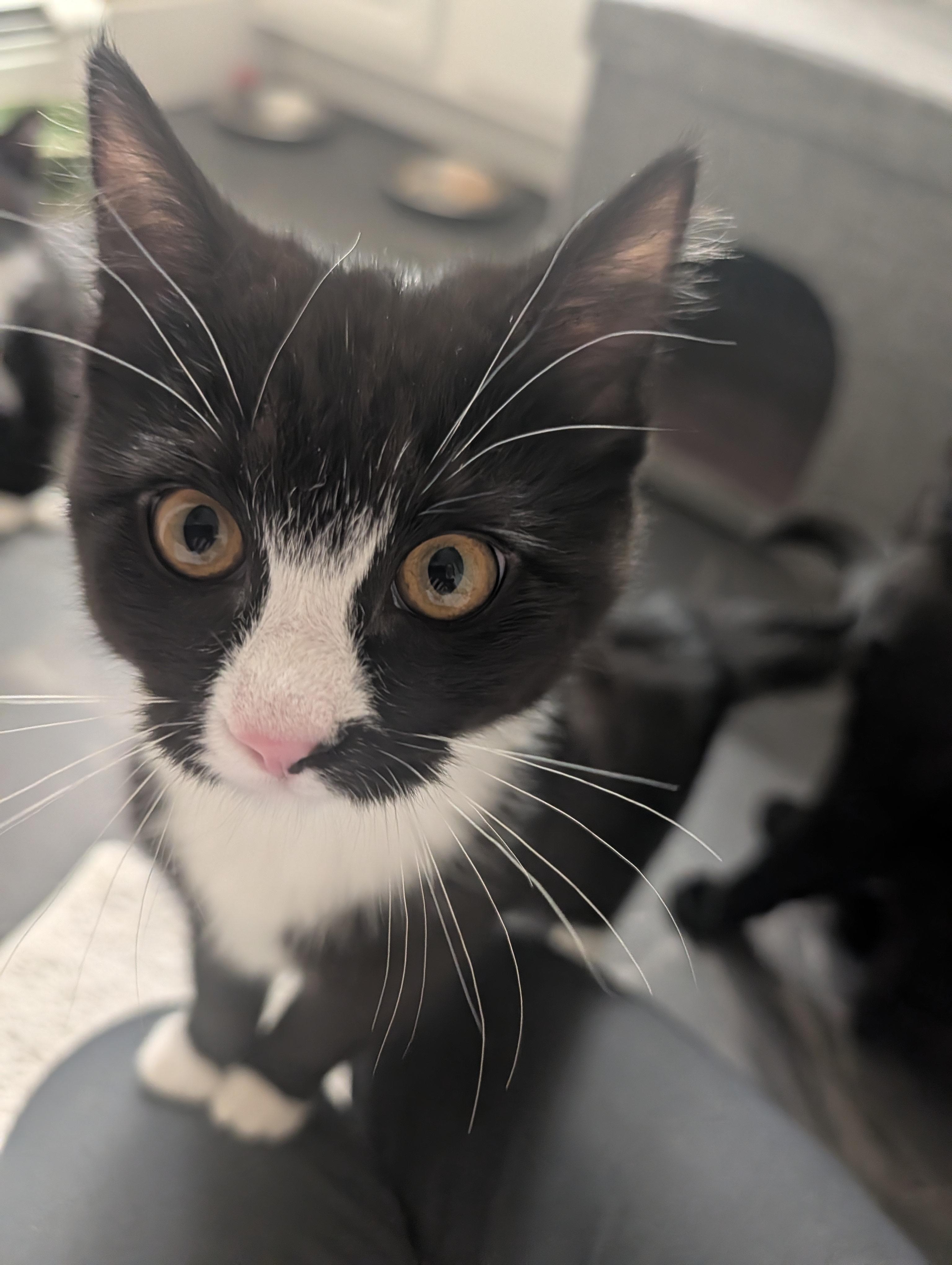 Enlarge Willa, a Adopted Domestic Short Hair in Burlington, VT image 4/4