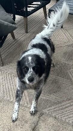 Enlarge Bandit, a Adoptable mixed breed in Katy, TX image 1/2