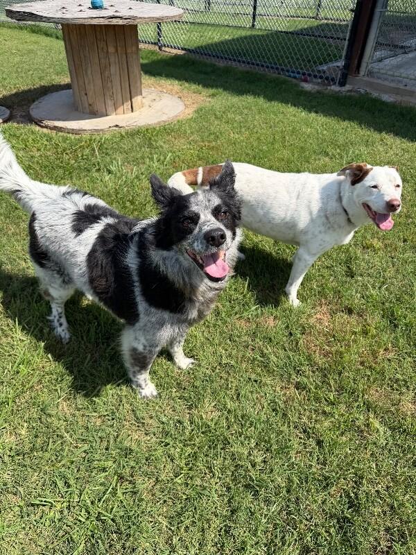 Enlarge Bandit, a Adoptable mixed breed in Katy, TX image 3/6
