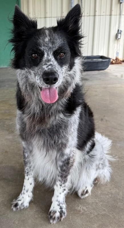 Enlarge Bandit, a Adoptable mixed breed in Katy, TX image 4/6