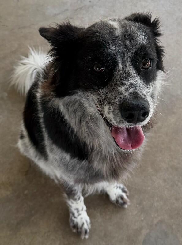 Enlarge Bandit, a Adoptable mixed breed in Katy, TX image 5/6