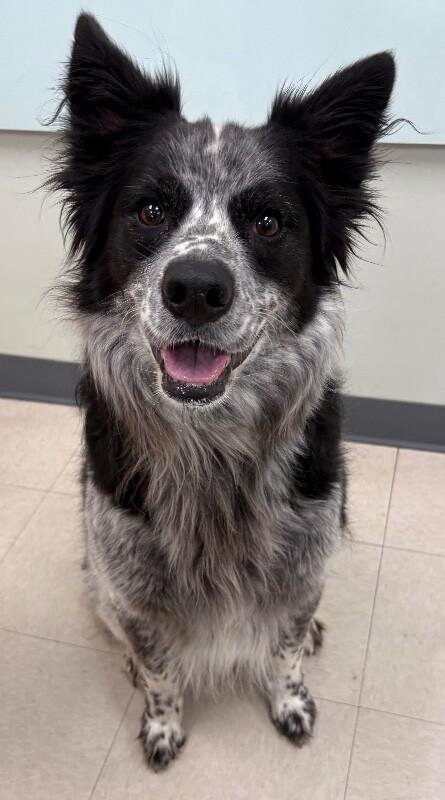 Enlarge Bandit, a Adoptable mixed breed in Katy, TX image 2/2